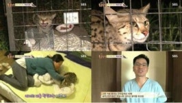 동물농장 만삭 사바나캣의 새끼들은 어디로?