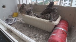 ‘동물농장’ 황조롱이 6남매의 이소 작전