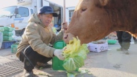 ‘TV동물농장’, 22일 ‘할아버지와 소 다행이의 변함없는 동행’