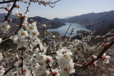 섬진강 매화 구경, 이번 주말이 절정