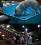 ‘개밥주는남자 시즌2’ 최현석, 열대야 극복 방법 “1인 2닭”