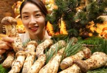 올 추석 선물로 자연산 송이 어때요