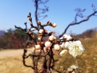 봄향기 가득한 에버랜드 하늘매화길… 역대급 ‘매화쇼’ 펼친다