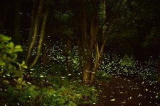 반딧불이 ‘반짝반짝’… 제주 청수리 밤 밝힌다 