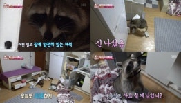 ‘동물농장’ 등장 사고뭉치 라쿤 “여우만큼 똑똑해, 복잡한 자물쇠도 풀어”