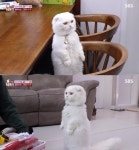 동물농장 먼치킨 고양이 두부, 직립 자세는 궁금증 때문?