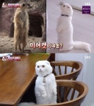 동물농장 먼치킨 고양이 두부, 직립 자세는 궁금증 때문?
