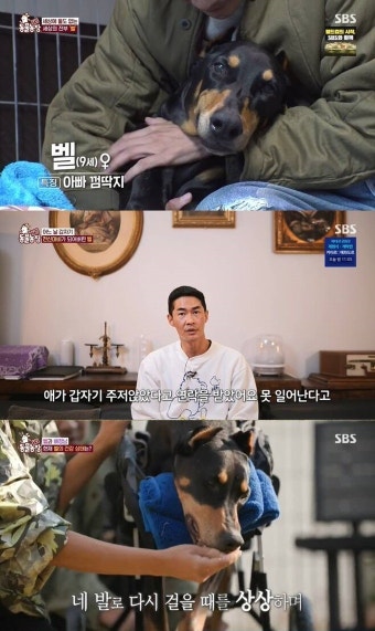 배정남, 반려견 전신마비→교감으로 재활 중 “기적 믿는다” (동물농장)
