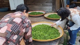하동에 ‘차차’ 물들때쯤 ‘곰곰’이 들여다 보세요