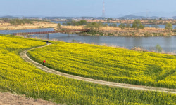 강변 따라 살방살방…형형색색 봄꽃 유혹