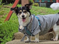 [BS현장] 승복 입고 염주 찬 ‘댕댕이’… 반려견과 템플스테이 어때요?