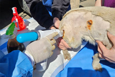 “화상치료 탁월” 리센스메디컬-유한양행, 산불피해 동물 위해 의료기기 지원