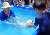 “여름아 부탁개!” 반려견과 서해바다… ‘인천댕댕썸머비치’ 가보니