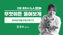 “댕댕이 궁금해?… 인투펫서 무엇이든 물어보개!”