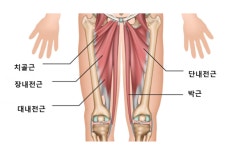 [메디컬 리포트] 르브론을 괴롭힌 내전근 부상이란?