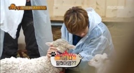 [애니멀즈 리뷰] 염심파괴자 은혁, 아기양 여미 좌절 오빠.. 내가 떠날께