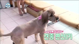 [나 혼자 산다 리뷰] 대박이의 ‘대박 변신’! “슈나우저였니?”
