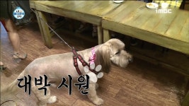 [스페셜영상] <나 혼자 '개랑' 산다> 대세는 반려견 1인 가구?