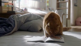 [상상고양이 리뷰] ‘인간에겐 절대 비밀!’ 유승호 없는 세상의 한예리!