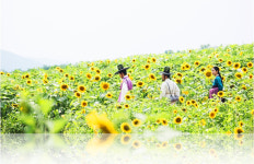 [소소(所所)한 그곳] #로맨틱, #여름꽃, #추억  속 해바라기 꽃길은 어디?