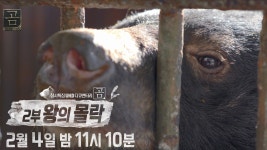 MBC 창사특집 UHD 다큐멘터리 '곰' 두 번째 이야기! 펼쳐지는 곰들의 잔인한 역사