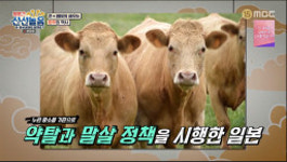 최태성이 알려주는 한우 역사 ”일본 와규의 원종은 원래 제주 흑우“ (볼빨간)