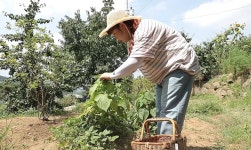 나 혼자 산다 초보 농부 김민경, 망부석 3종 세트→채소 구출 작전
