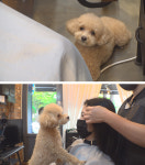 동물농장 미용실 마스코트 호두, 민폐견으로 변신!