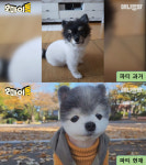 애니멀봐 강아지 자랑 대회 오마이독 TOP10 공개