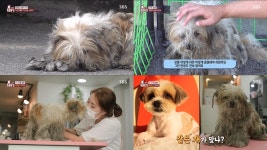 TV동물농장 유기견 시츄, 누더기견→환골탈태…최고 시청률 9.1%