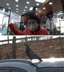 TV동물농장 애교만점 비둘기 어메이징 일상→전곡항 떠도는 견공