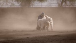 위대한 작은 농장 사랑스러운 동물들→농장의 모든 것 담아