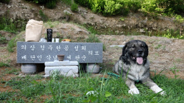 동물극장 단짝 초대형 가족 수호견 5총사, 여름아 부탁해