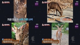 TV동물농장 꽃사슴, 거제도 말 목장은 이제부터 마이 홈