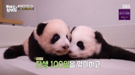 푸바오와할부지 쌍둥 바오 향한 푸바오 질투 데굴데굴 구르거나 가지 꺾어