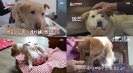 ‘동물농장’ 7cm 목줄+5kg 혹에서 해방된 백호+봉희의 메리 크리스마스