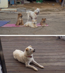 TV동물농장 민폐犬 공주와 꼬물이들→에너지 넘치는 판다월드