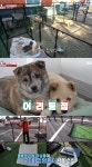전진, ♥류이서와 똥개 위한 요리 대결 압도적 승리 (동물농장)