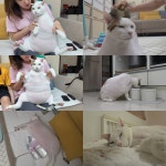 ‘동물농장’ 역사상 넘버2 거대 뚱냥이 등장…14kg 연두의 하루 ‘충격’