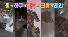 ‘나혼산’ 차우민, 유기묘 입양→‘리트리버상’ 반려뱀 공개 “먹이는 쥐”