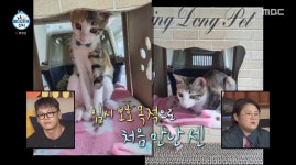 ‘나혼산’ 차우민, 유기묘 입양→‘리트리버상’ 반려뱀 공개 “먹이는 쥐”