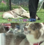 `동물농장` 두 대형견의 평화찾기..왜 서로 물고 뜯었을까