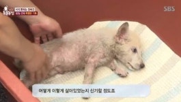 `동물농장` 제대로 설 수도 없던 강아지..알고보니 선천적 장애 `기적같은 구조` 까지
