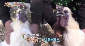 `세상에 이런일이` 단호한 닭 등장..10개월 전부터 말을 했다 
