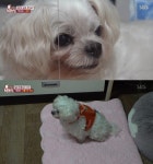 `동물농장` 기침하는 강아지 다롱이, 대체 왜?..관심 받고 싶어서