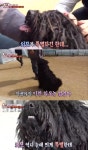 강아지 맞아요..`동물농장` 헝가리안 폴리, 알고보면 애교가 만점이라고요