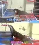 `동물농장` 밤마다 사라지는 물고기..범인은? 수달이라고?