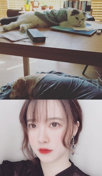 구혜선, 안재현과 이혼 불가 이유? “반려묘 안주 데려가버렸다”[똑똑SNS]