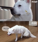 ‘동물농장’ 장애견 비하 논란 사과 “본방송과 다르게 편집 죄송”(전문)