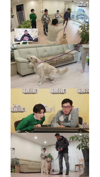 ‘개는 훌륭하다’ 레트리버 특집, 천사-악마 공존하는 리에…강형욱 유혈사태?